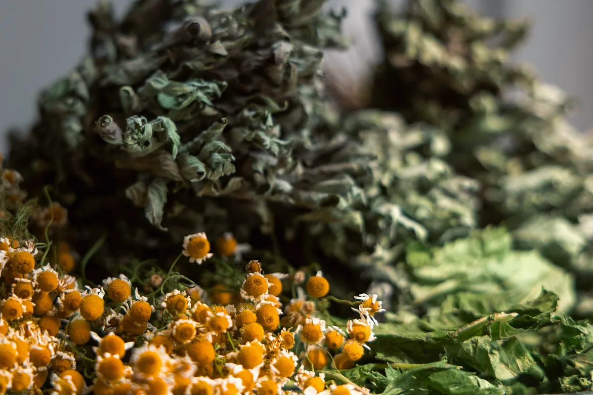 Fleurs de camomille séchées mêlées à des herbes vertes