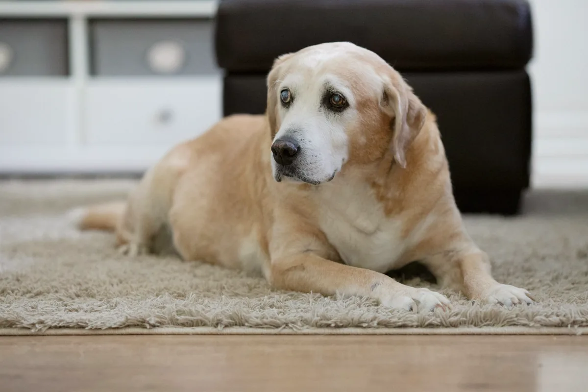 Vieux labrador beige couché sur un tapis clair, le regard attentif