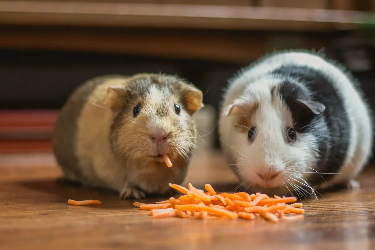 Deux cochons d’Inde mangeant des carottes râpées sur un parquet